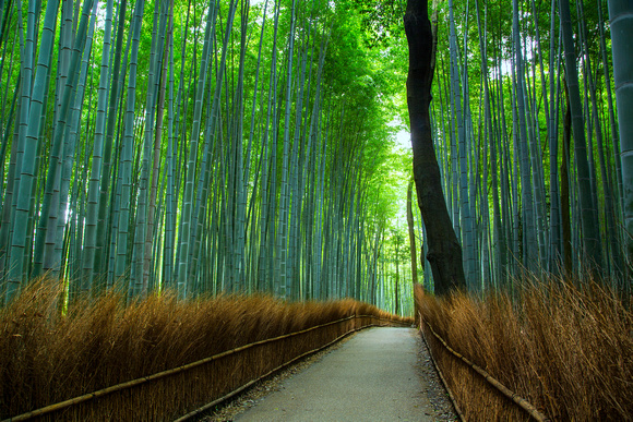 Tree Among Bamboo